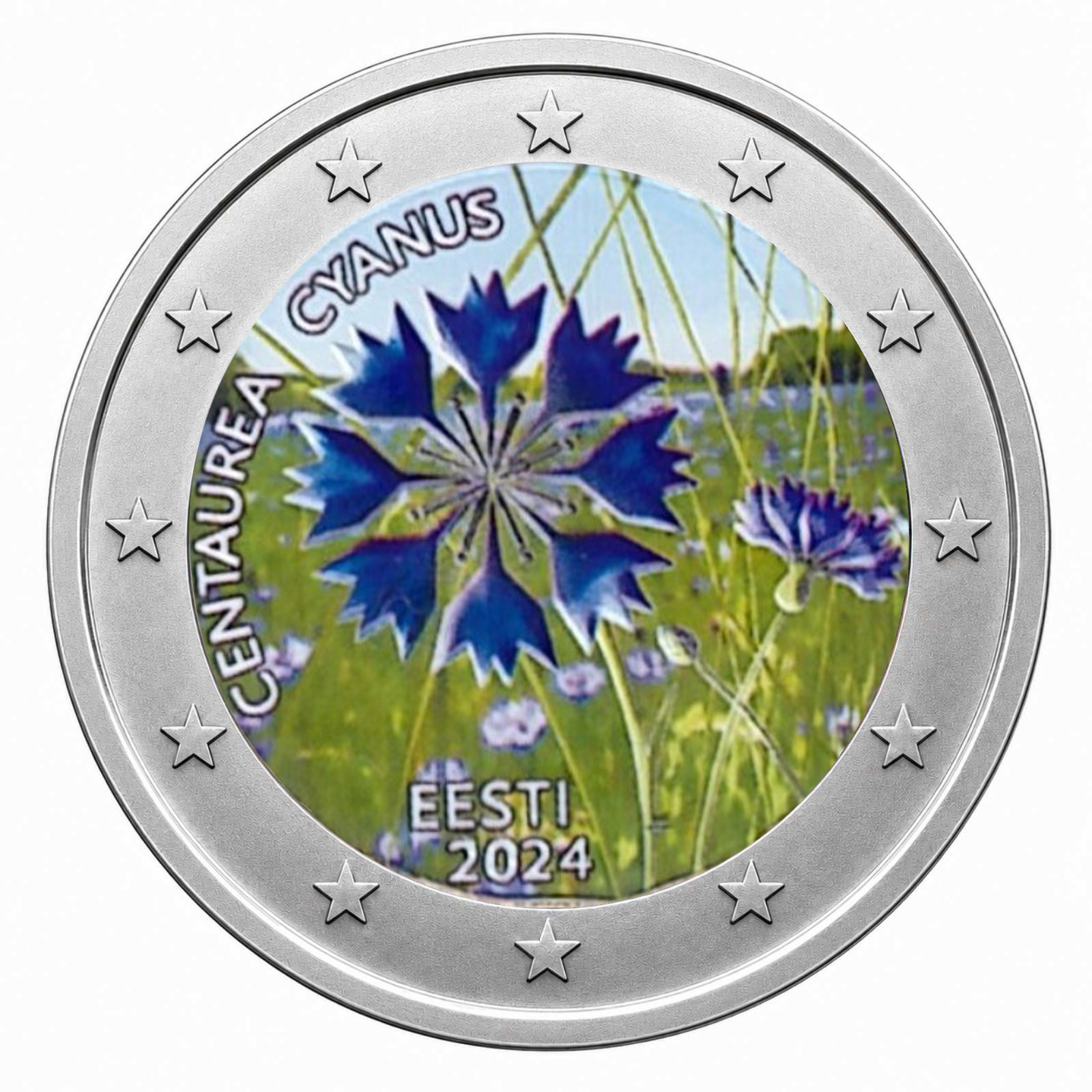 2 Euros Centaurea Cyanus (Coloured)